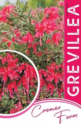 Grevillea Label - Front